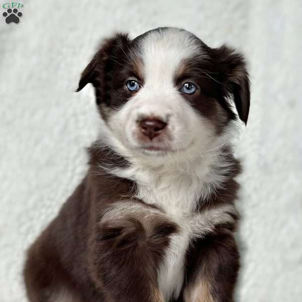 Honor, Miniature Australian Shepherd Puppy